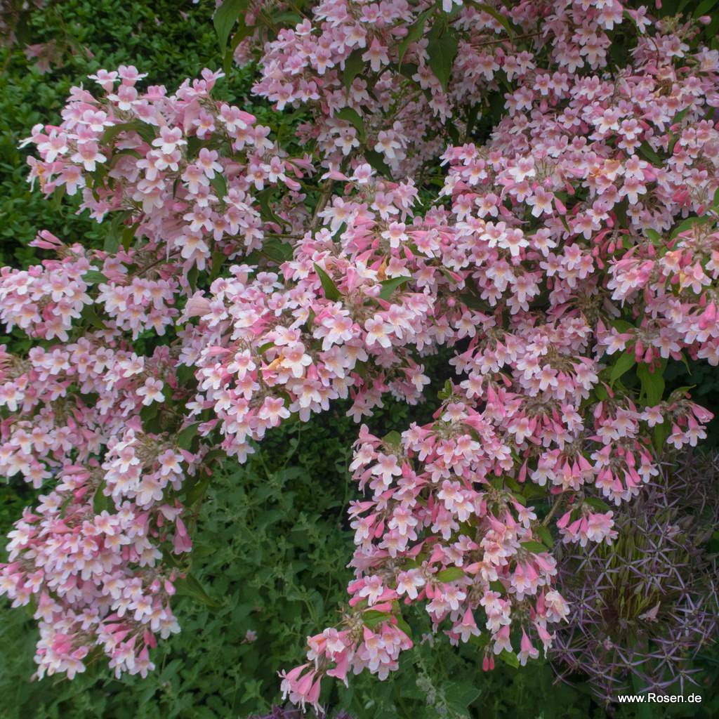 Perlmuttstrauch - Kolkwitzia amabalis 'Pink Cloud'