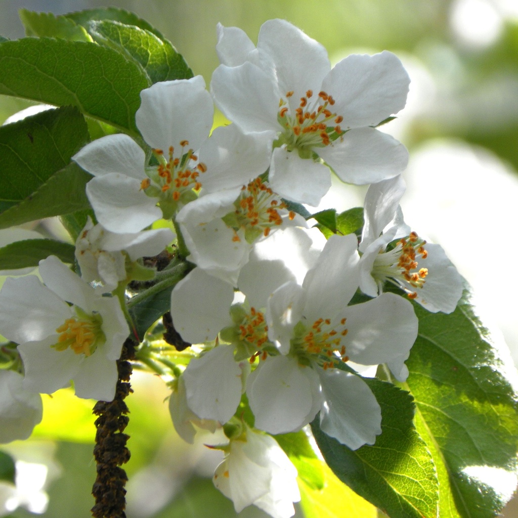 Zierapfel - Malus 'Evereste' 80cm