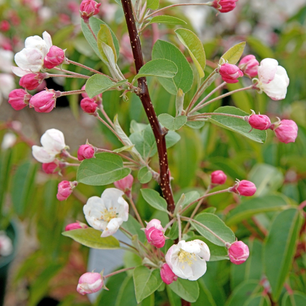 Zierapfel - Malus 'Evereste' 80cm