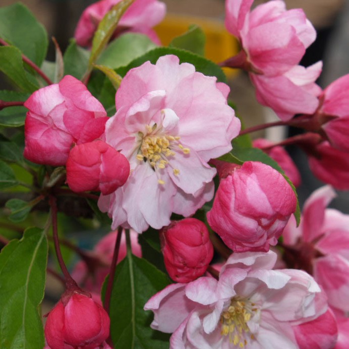 Zierapfel - Malus 'Golden Hornet' 100-120cm