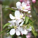 Zierapfel - Malus 'Red Jade' 120cm