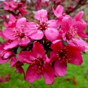 Zierapfel - Malus 'Royal Beauty' 80-100cm