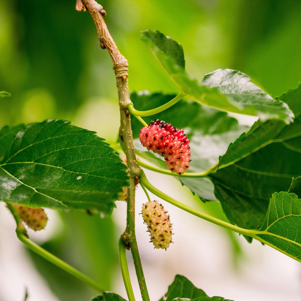 Weiße Maulbeere - Morus alba 'Giant Fruit'