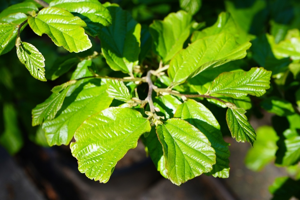 Persischer Eisenholzbaum - Parrotia persica 80-100cm