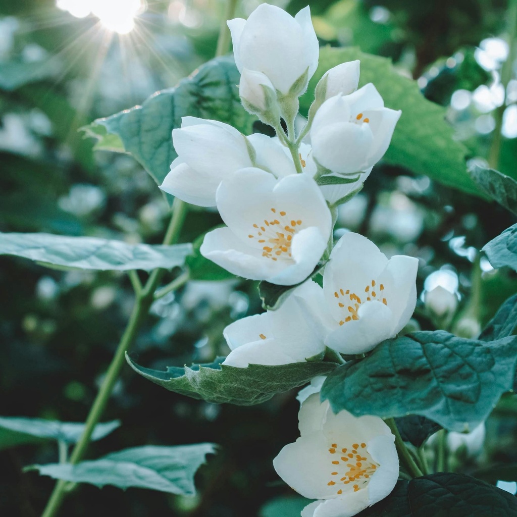 Gartenjasmin - Philadelphus 'Belle Etoile' 40-50cm