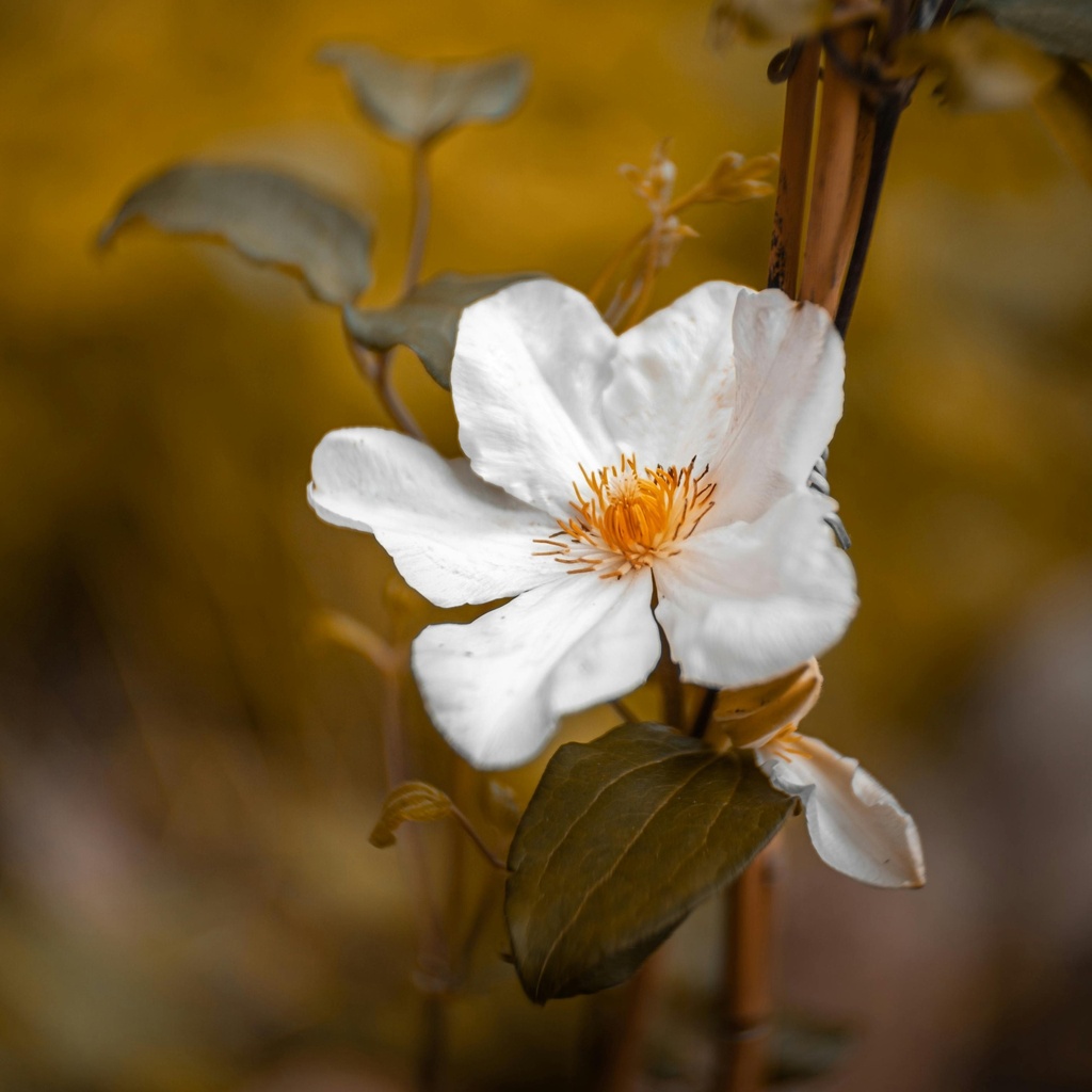 Bauernjasmin - Philadelphus 'Starbright'® 60-80cm