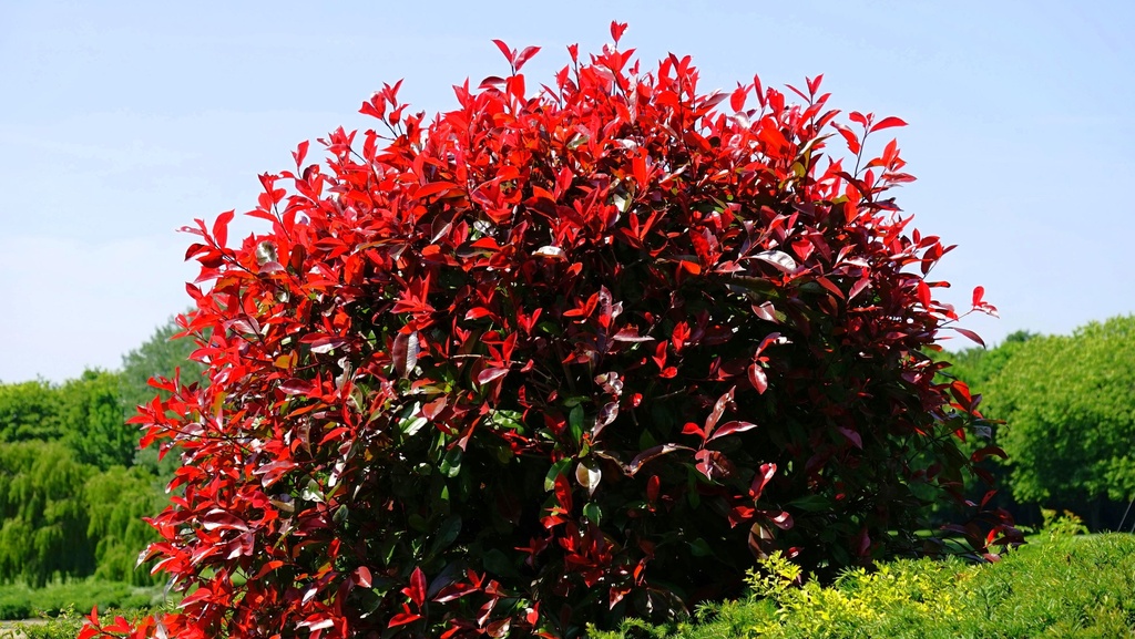 Rote Glanzmispel - Photinia fraseri 'Red Robin' Stammhöhe 120cm