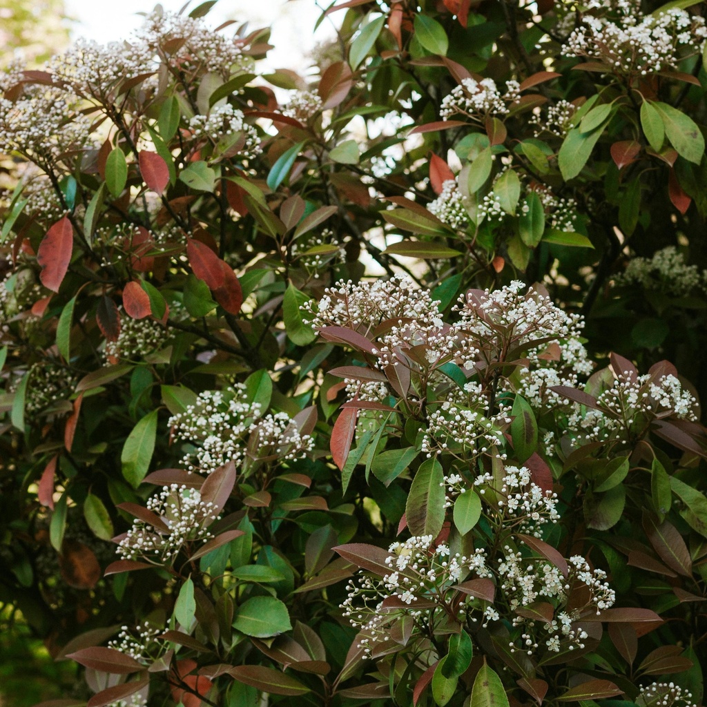 Glanzmispel - Photinia fraseri 'Camilvy' 30-40cm