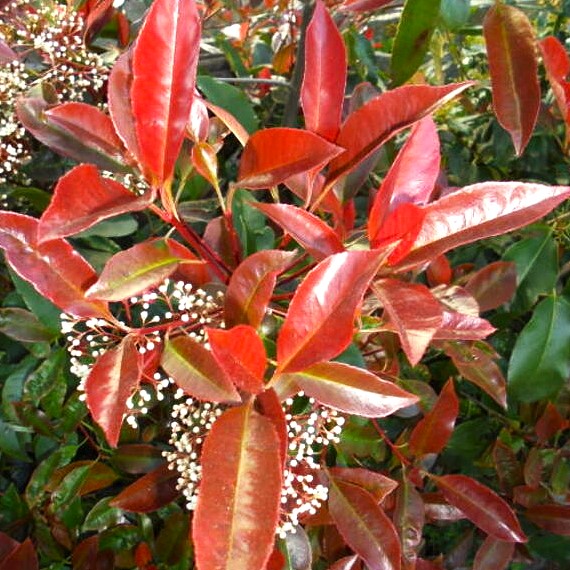 Glanzmispel - Photinia fraseri 'Camilvy' 30-40cm