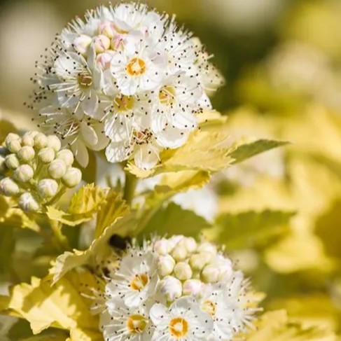 Gelbe Blasenspiere - Physocarpus opuifolius 'Dart's Gold'  30-40cm