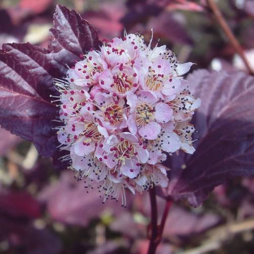 Fasanenspiere - Physocarpus opulifolius 'Lady in Red'® 40-50cm