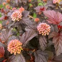 Buntblättrige Fasanenspiere - Physocarpus opulifolius 'Magical Sweet Cherry Tea' 30-40cm