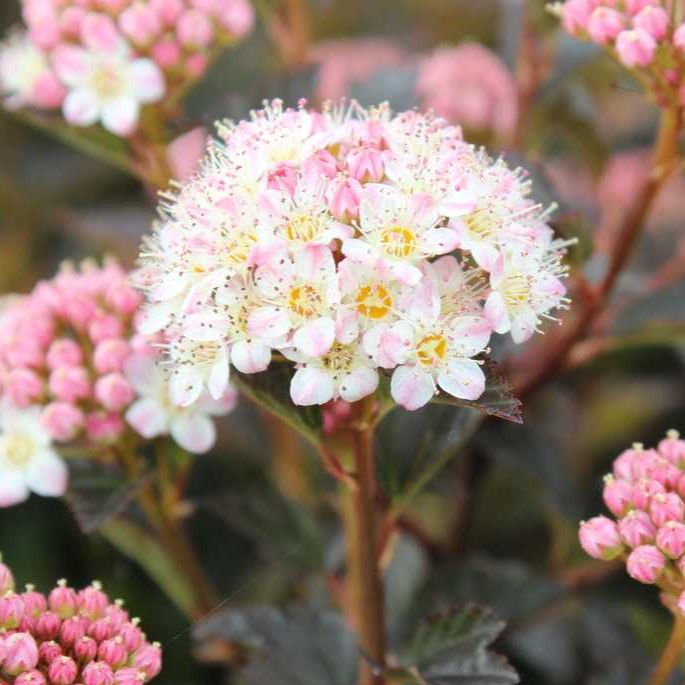 Blasenspiere - Physocarpus opulifolius Proven Winners® 'Tiny Wine'® 60-80cm