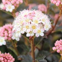 Blasenspiere - Physocarpus opulifolius Proven Winners® 'Tiny Wine'® 60-80cm