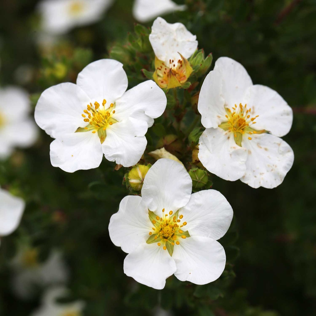 Fingerstrauch - Potentilla fruticosa 'Abbotswood' 25-30cm