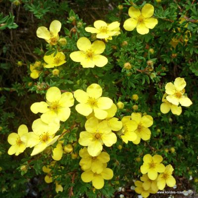 Fingerstrauch / Potentille - Potentilla fruticosa 'Goldfinger'