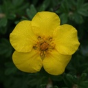 Fingerstrauch / Potentille - Potentilla fruticosa 'Goldfinger' 25-30cm