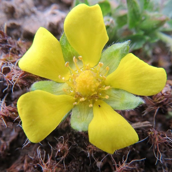 Fingerstrauch - Potentilla fruticosa 'Kobold' 25-30cm