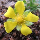 Fingerstrauch - Potentilla fruticosa 'Kobold' 25-30cm