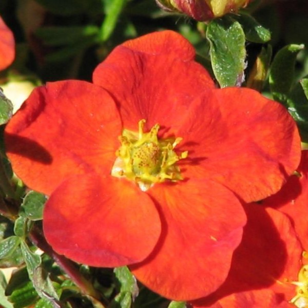 Fingerstrauch - Potentilla fruticosa 'Red -Ace' 25-30cm