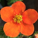 Fingerstrauch - Potentilla fruticosa 'Tangerine' 25-30cm