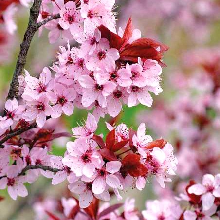 Blutpflaume - Prunus cerasifera 'Nigra' 80-100cm