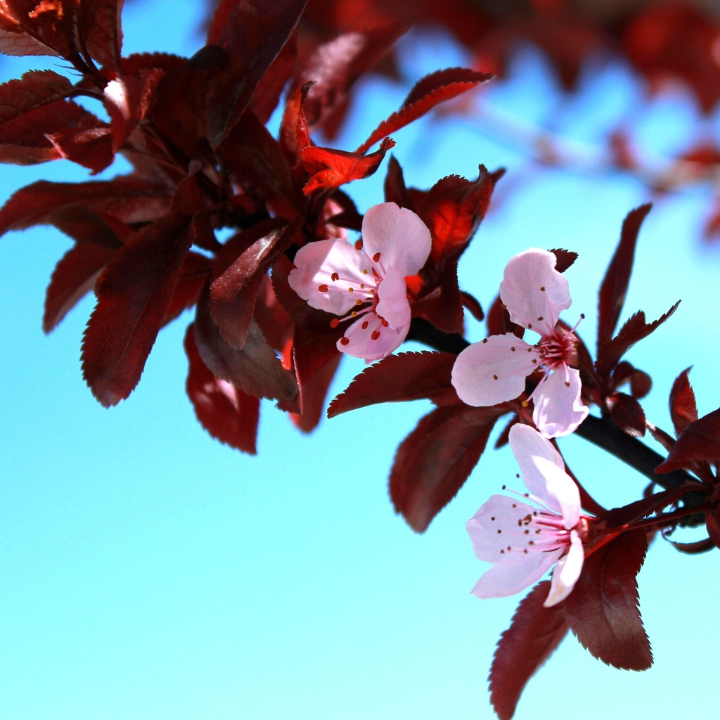 Zwerg-Blutpflaume - Prunus cistena