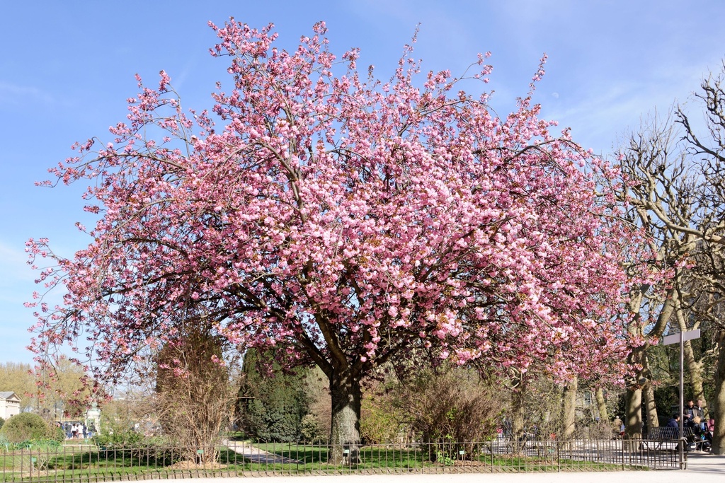 Säulenkirsche - Prunus serrulata 'Amanogawa'