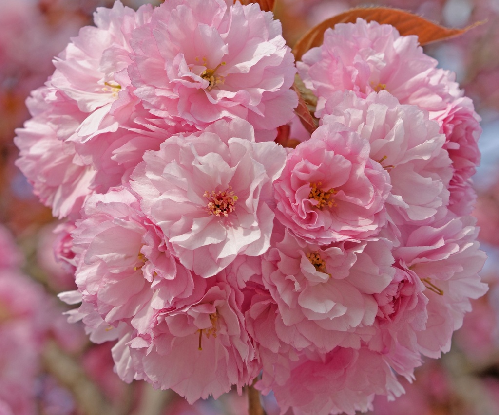 Japanische Nelkenkirsche - Prunus serrulata 'Kanzan' Stamm 120cm