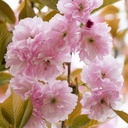 Japanische Nelkenkirsche - Prunus serrulata 'Kanzan' Stamm 120cm