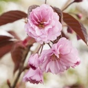 Japanische Nelkenkirsche - Prunus serrulata 'Royal Burgundy'® Stamm 120cm