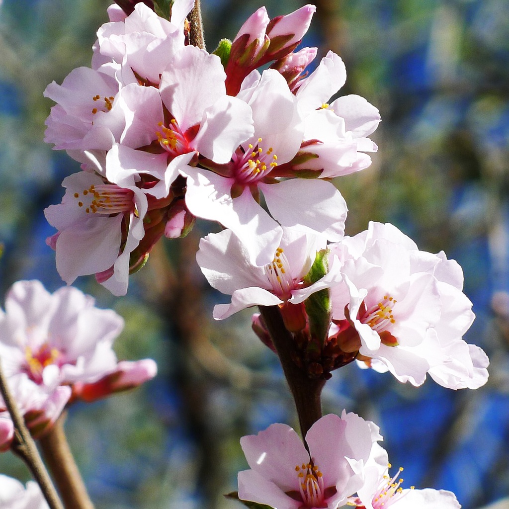 Filzkirsche / Koreakirsche - Prunus tomentosa 40-50 cm