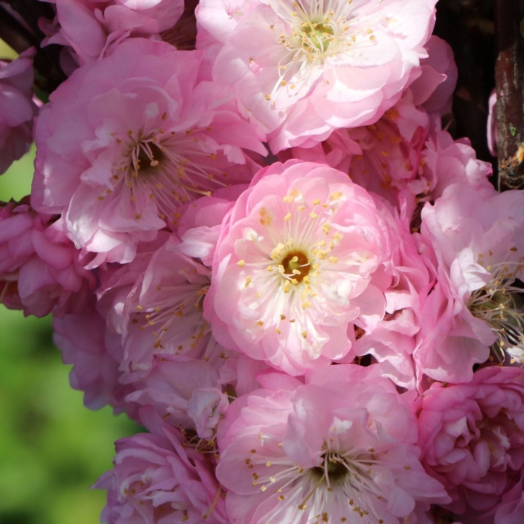 Mandelbäumchen / Mandelstrauch - Prunus triloba Stamm 80cm