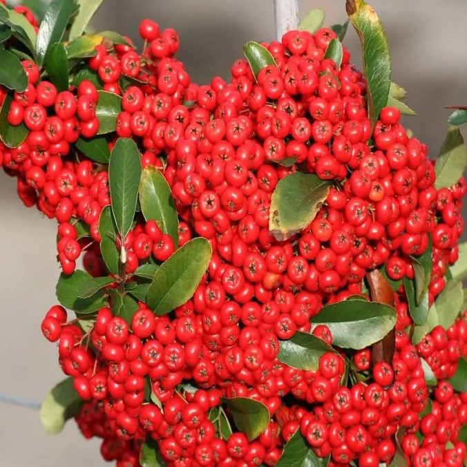 Feuerdorn - Pyracantha coccinea 'Red Columb' 60-80cm