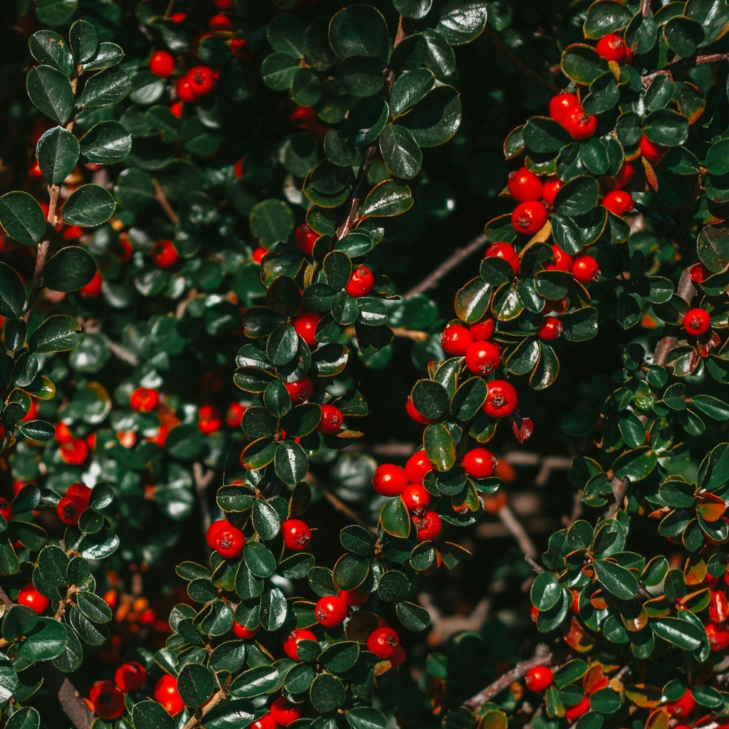 Feuerdorn - Pyracantha coccinea 'Red Column' 60-80cm