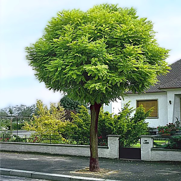 Kugel-Robinie / Kugelakazie - Robinia pseudoacacia 'Umbraculifera' Stamm 80cm