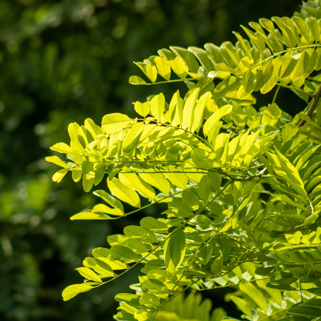 Kugel-Robinie / Kugelakazie - Robinia pseudoacacia 'Umbraculifera' Stamm 80cm