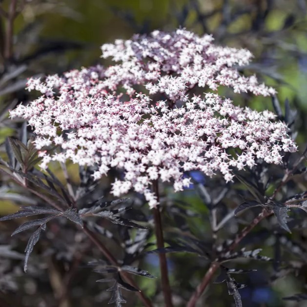 Schwarzer Holunder - Sambucus nigra 'Black Lace'® BüC3