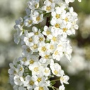 Weiße Rispenspiere Buntstifter - Spiraea cinerea Bunstifter 'Grefsheim' 40-50cm