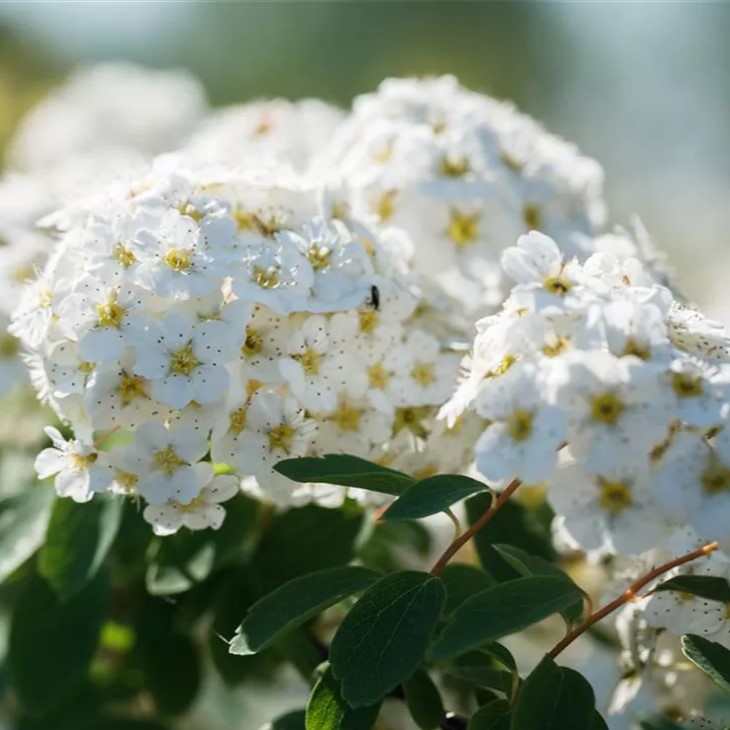 Prachtspiere - Spiraea vanhouttei 40-50cm