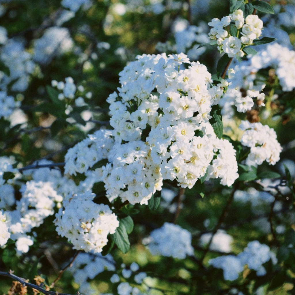 Prachtspiere - Spiraea vanhouttei 60-80cm