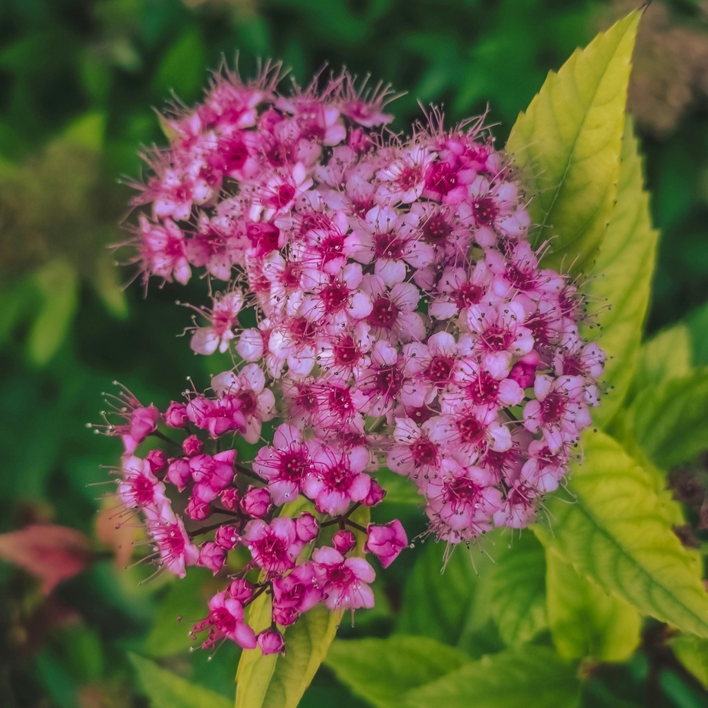 Sommerspiere - Spiraea bumalda 'Superstar'®