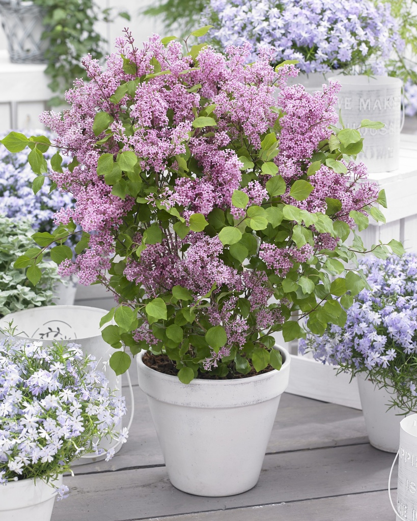 Meyer's Zwerg-Flieder - Syringa meyeri Flowerfesta 'Pink' Stamm 60cm