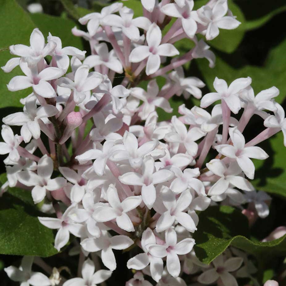 Meyer's Zwerg-Flieder - Syringa meyeri Flowerfesta 'White' Stamm 80cm