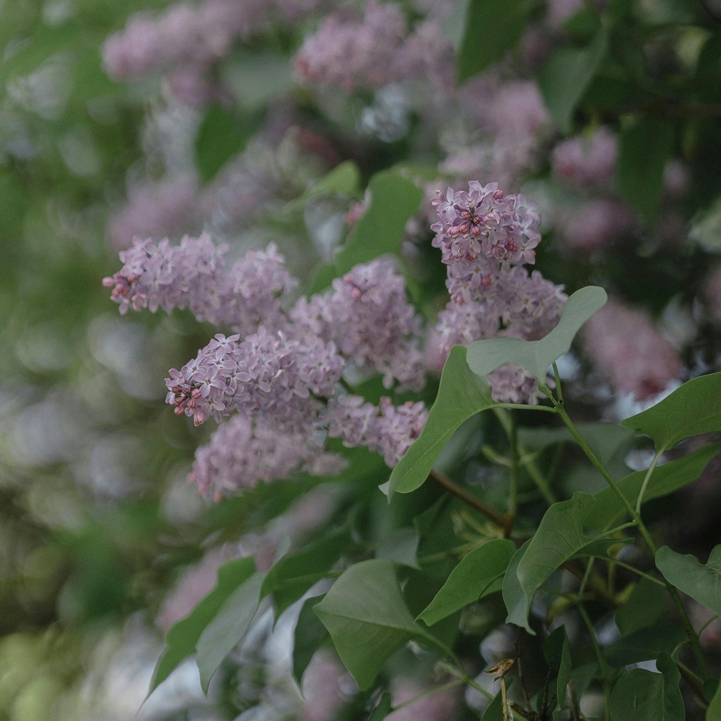 Zwerg-Duftflieder - Syringa meyeri 'Palibin' 30-40cm