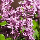 Zwerg-Duftflieder - Syringa meyeri 'Palibin' 30-40cm