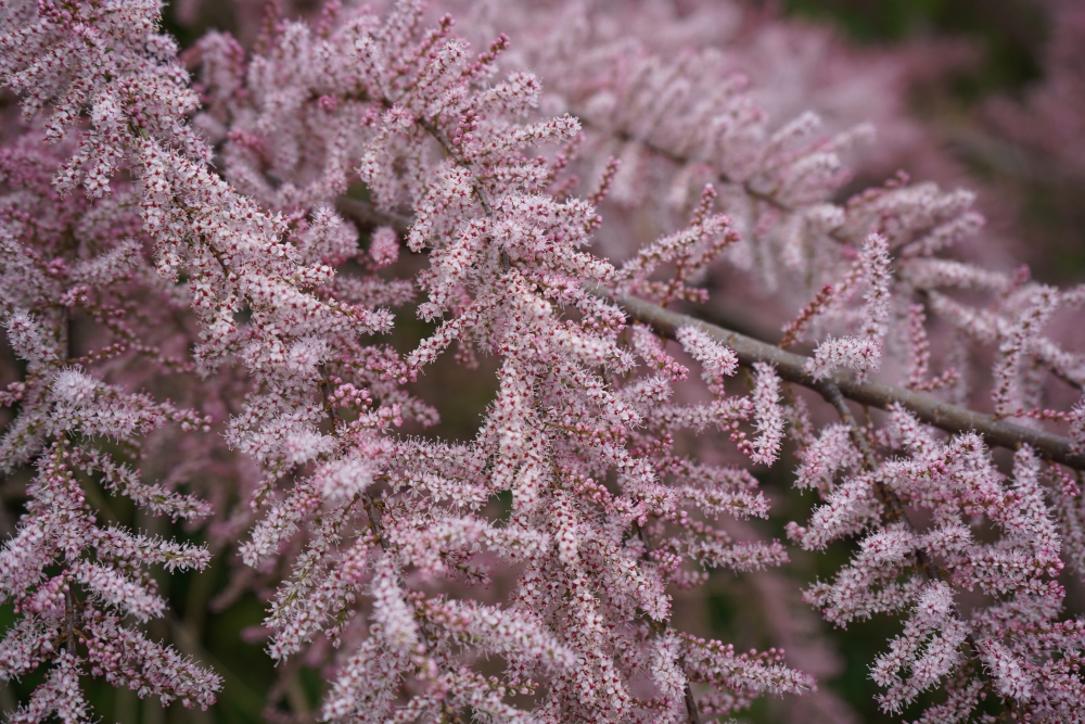 Frühlingstamariske / Kleinblütige Tamariske - Tamarix parviflora