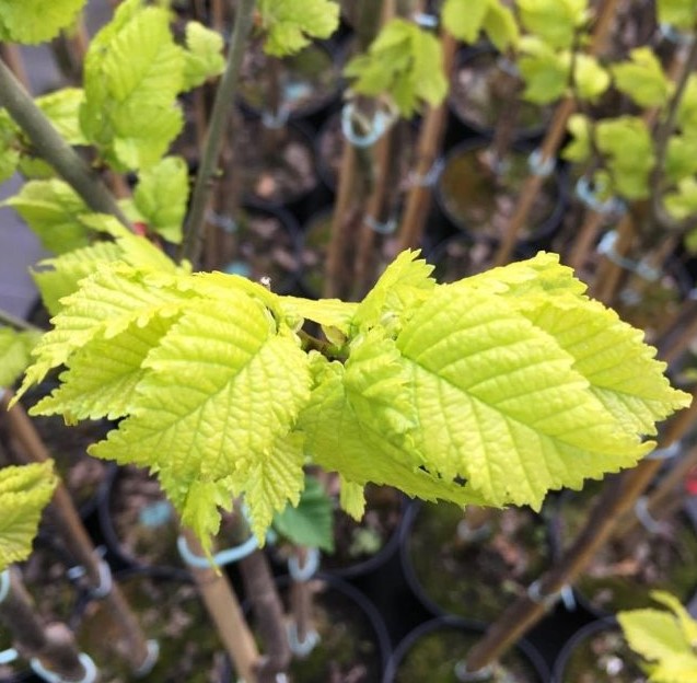 Goldulme - Ulmus carpinifolia 'Wredei' 80-100cm