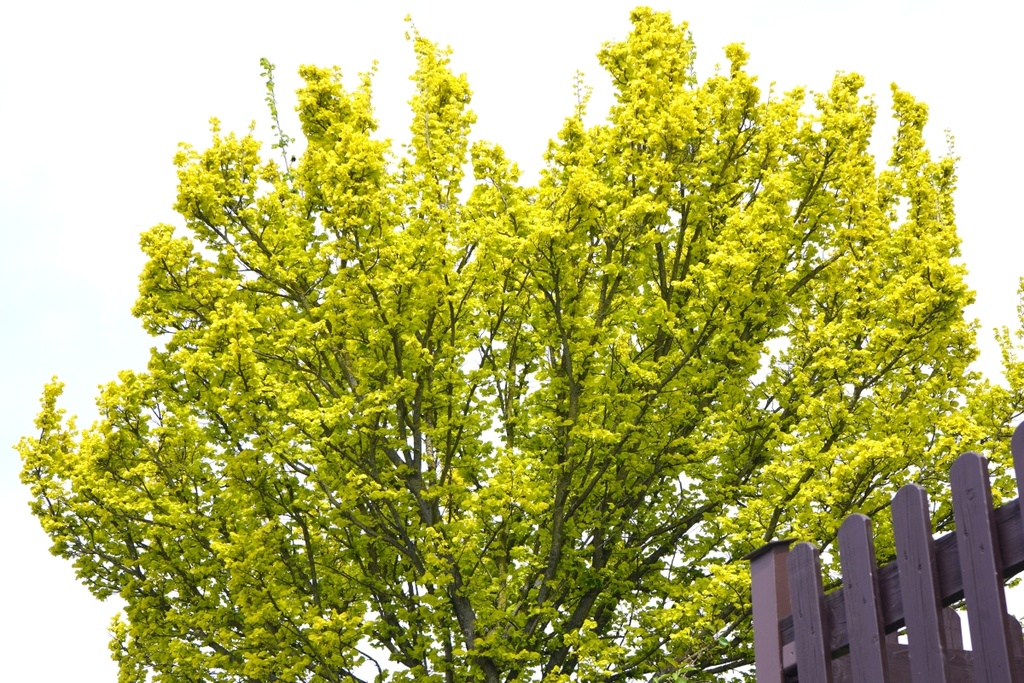 Goldulme - Ulmus carpinifolia 'Wredei'