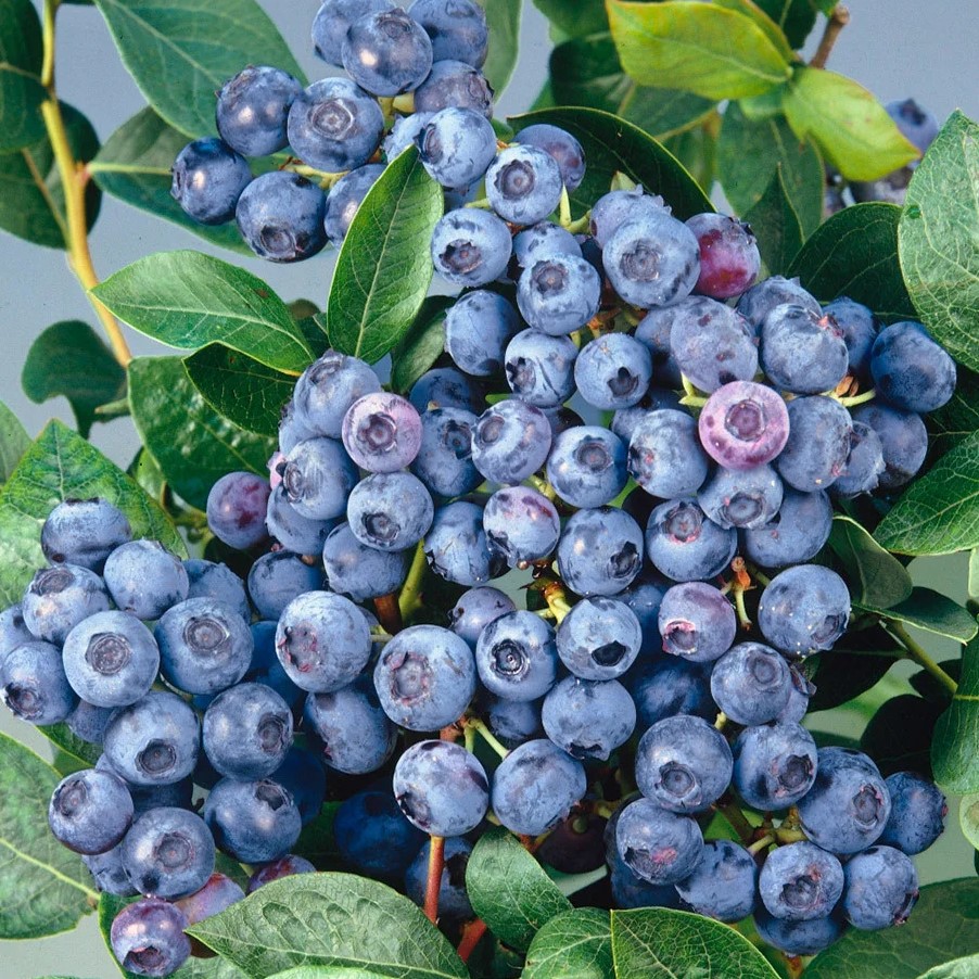 Heidelbeere - Vaccinium corymbosum 'Bluecrop' 40-50cm